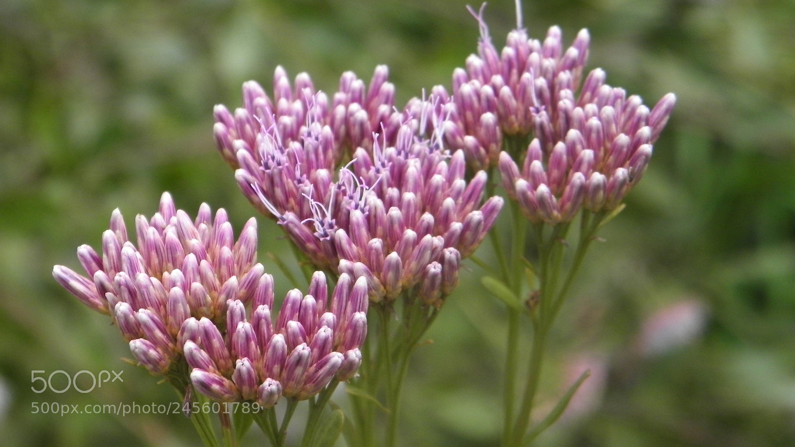 Nikon Coolpix P100 sample photo. Wild flowers photography