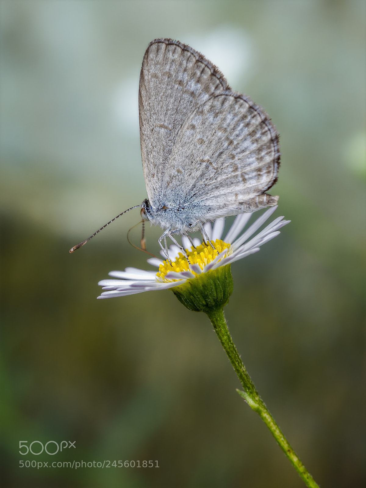 Olympus OM-D E-M5 sample photo. Common grass blue butterfly #4 photography