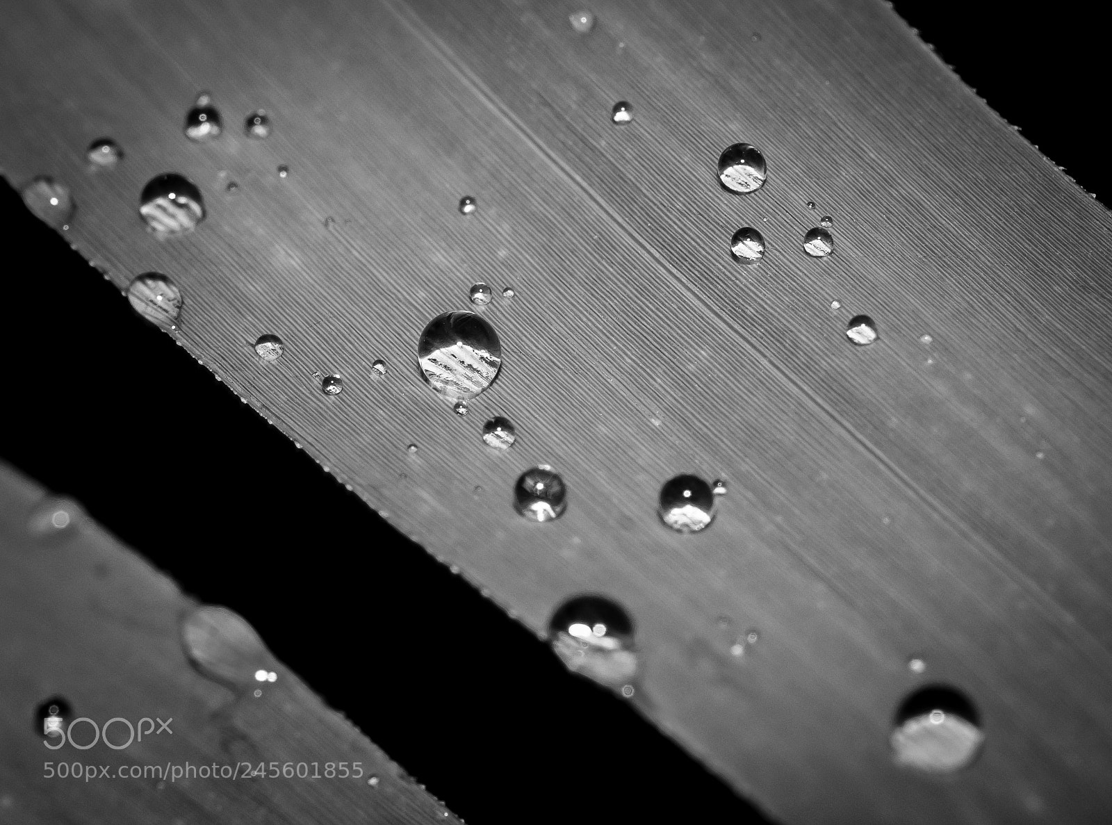 Nikon D90 sample photo. Close up water drops photography