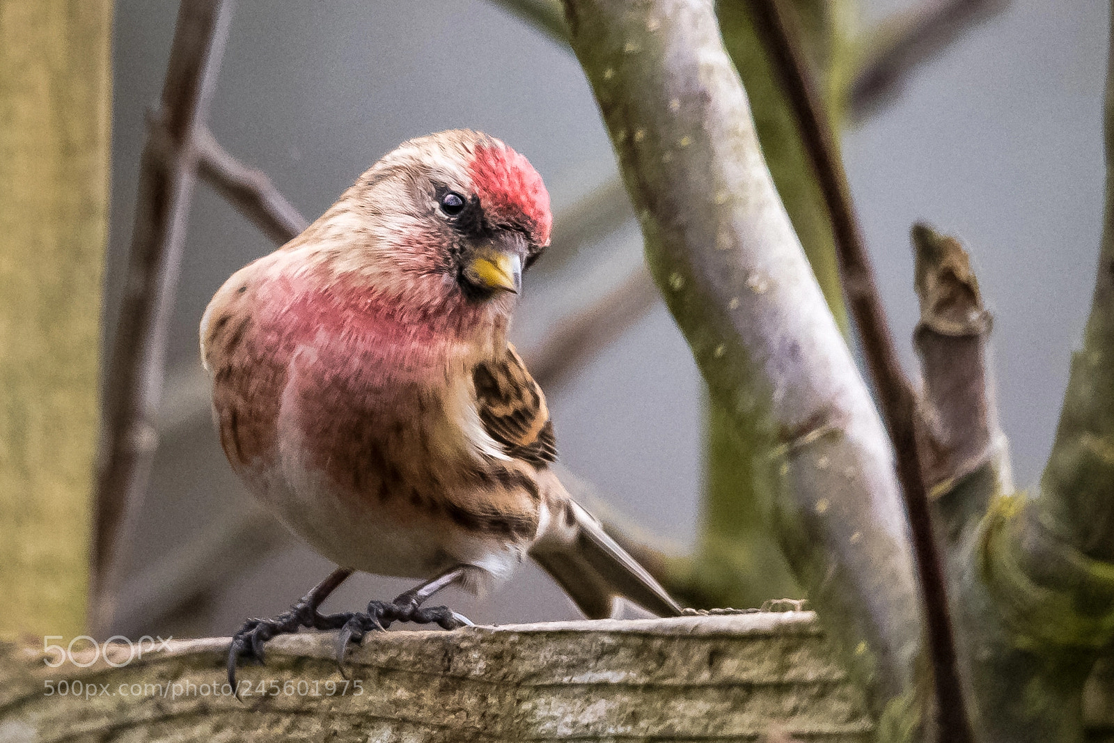Nikon D850 sample photo. Coy lesser redpoll photography