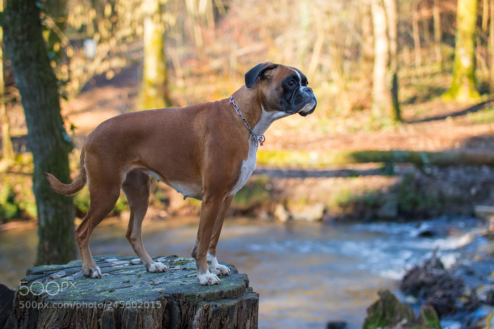 Nikon D500 sample photo. Untitled photography