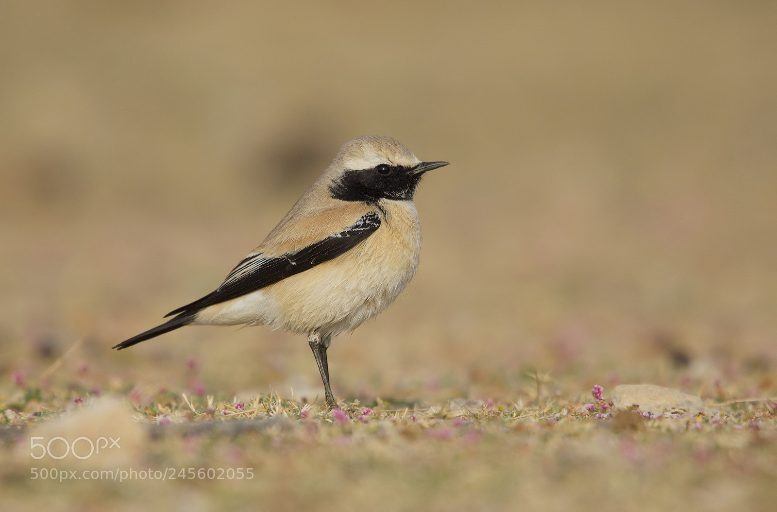 Canon EOS 550D (EOS Rebel T2i / EOS Kiss X4) sample photo. Desert wheatear - male photography
