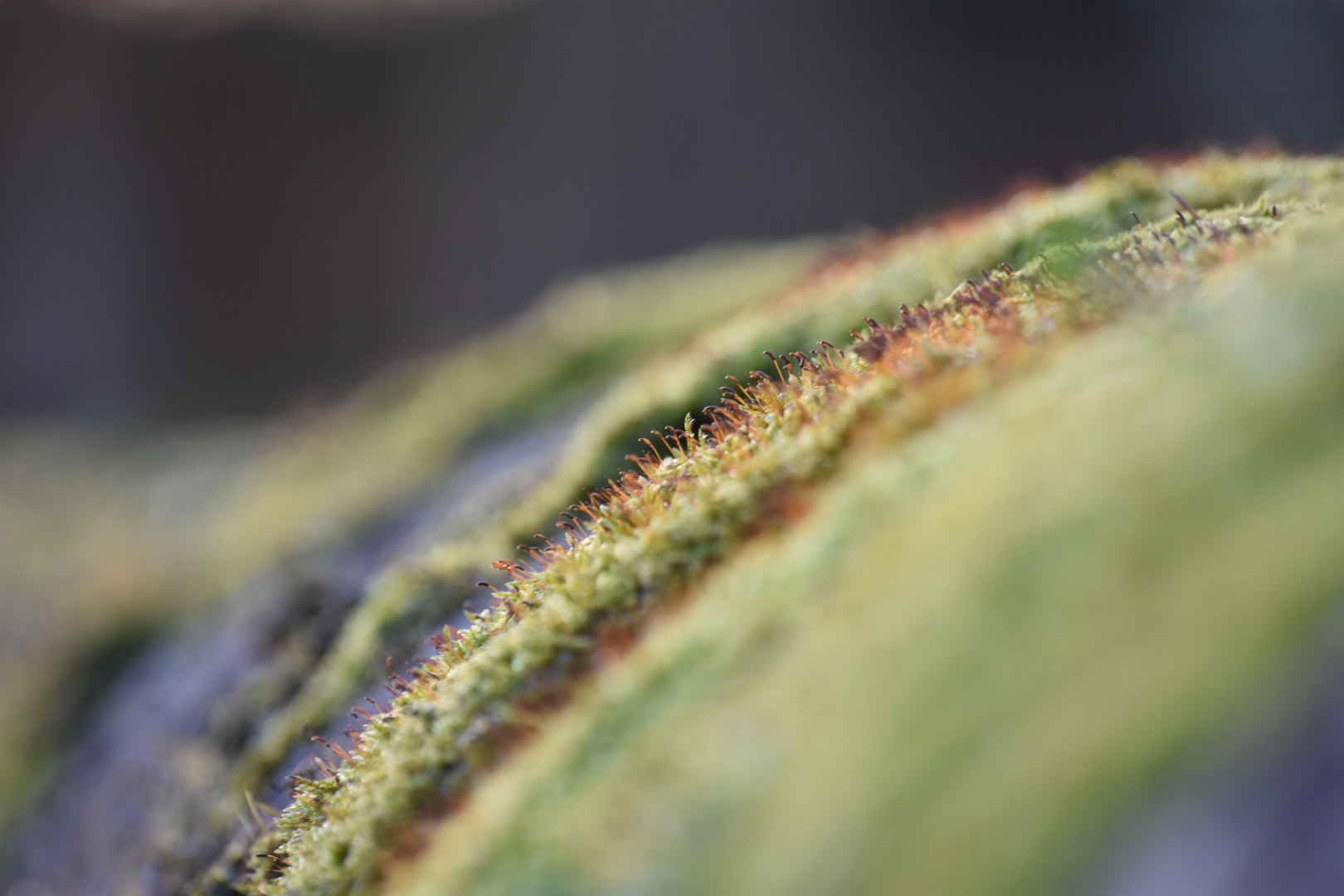 Sigma 70-300mm F4-5.6 APO DG Macro sample photo. Image photography