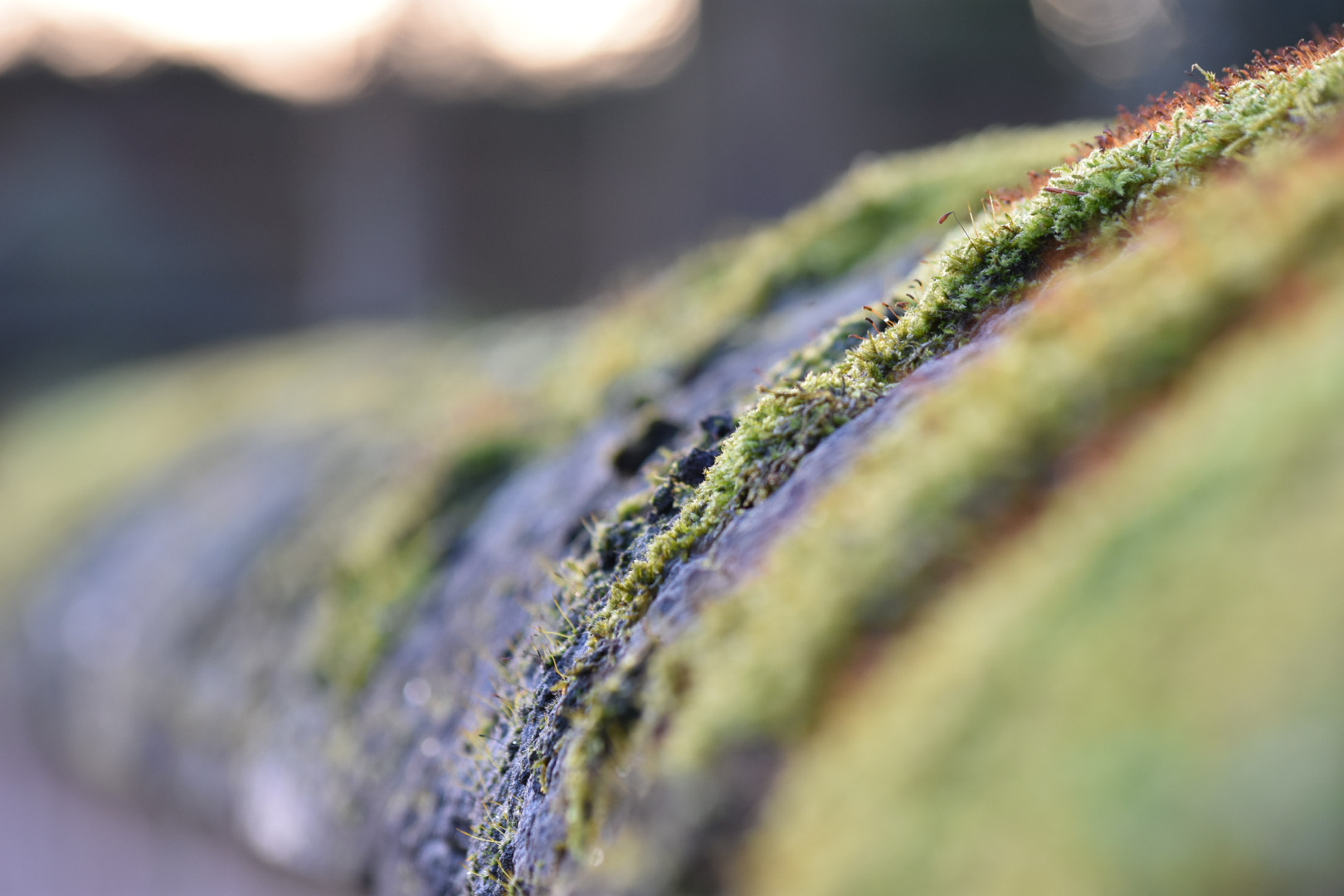 Sigma 70-300mm F4-5.6 APO DG Macro sample photo. Image photography