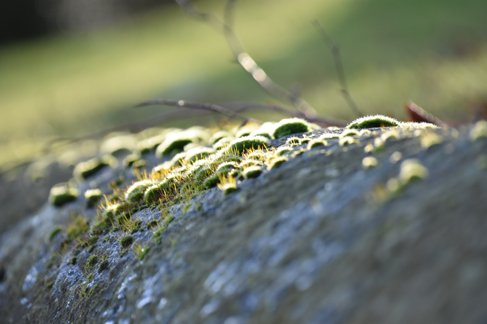 Sigma 70-300mm F4-5.6 APO DG Macro sample photo. Image photography