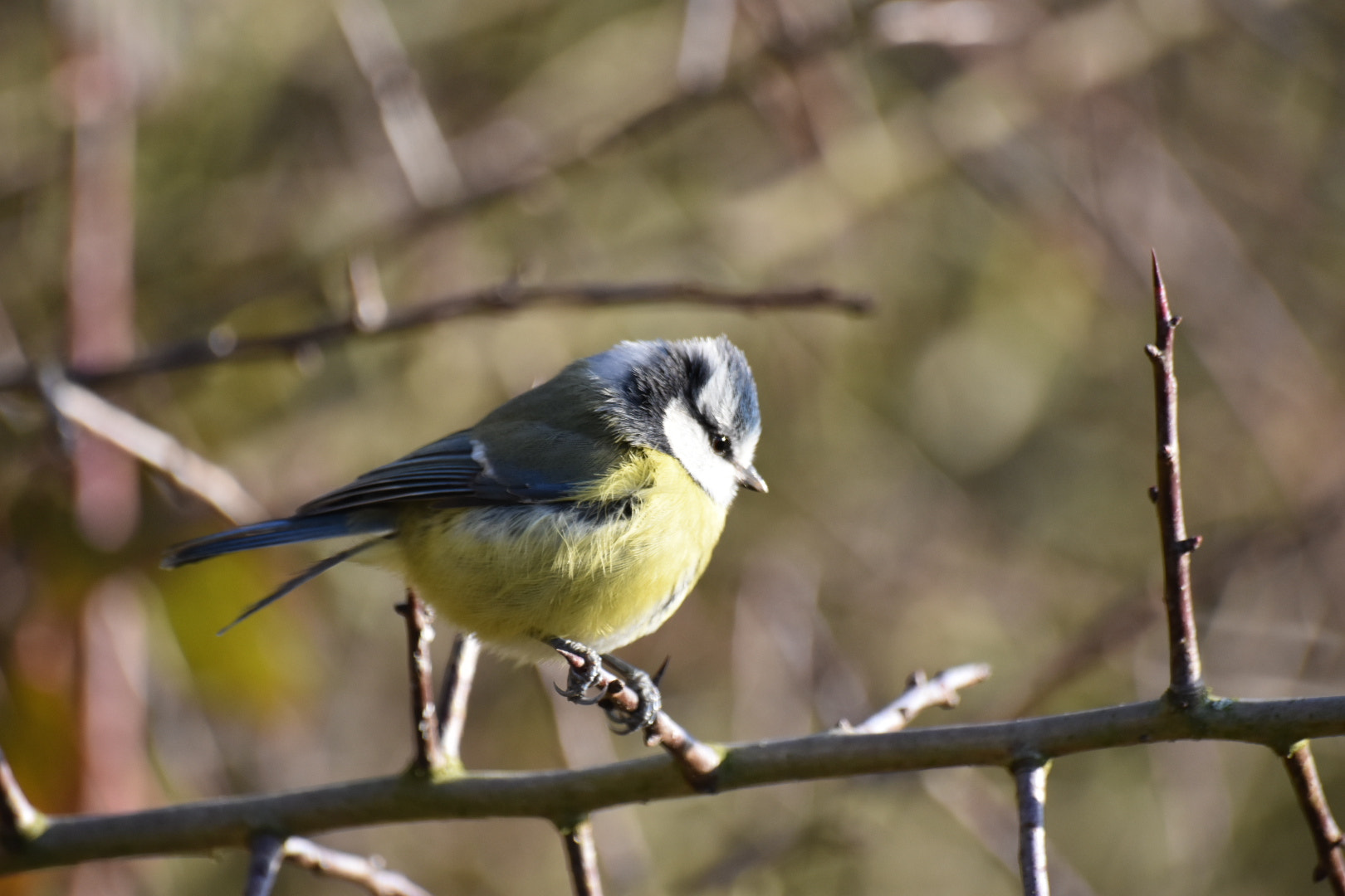 Nikon D3400 + Sigma 70-300mm F4-5.6 APO DG Macro sample photo. Image photography