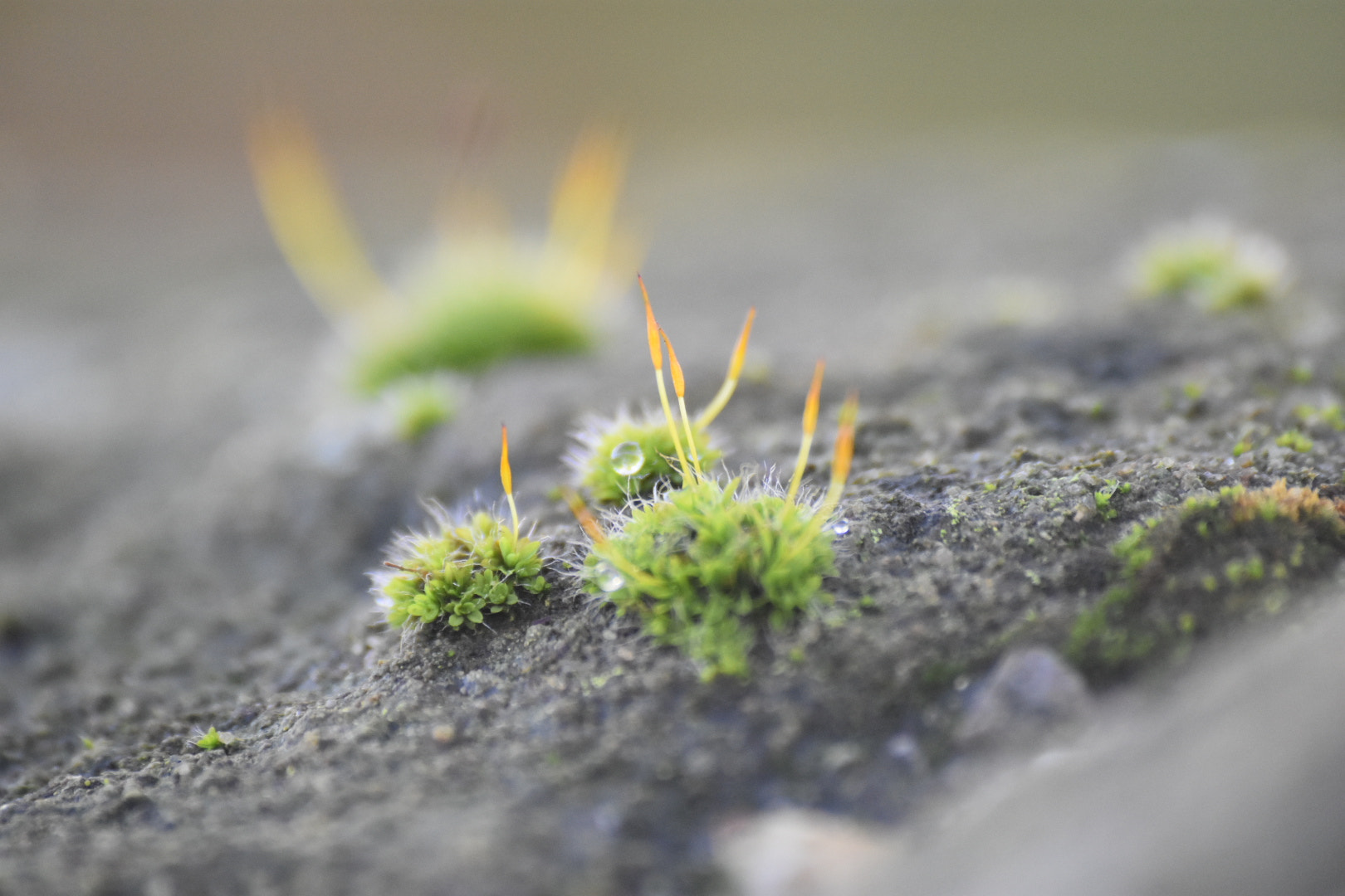 Sigma 70-300mm F4-5.6 APO DG Macro sample photo. Image photography