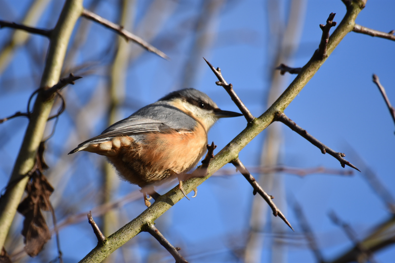 Nikon D3400 + Sigma 70-300mm F4-5.6 APO DG Macro sample photo. Image photography