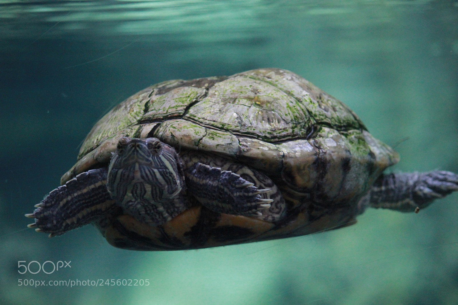 Canon EF-S 55-250mm F4-5.6 IS II sample photo. Tortoise photography