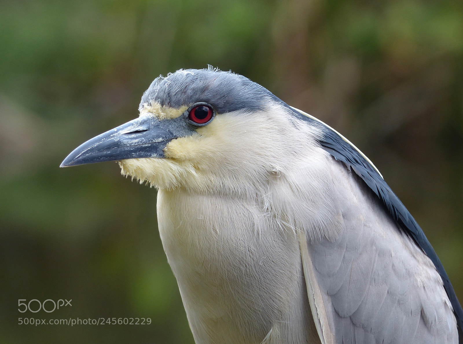 Panasonic Lumix DMC-FZ200 sample photo. Black-crowned night heron photography