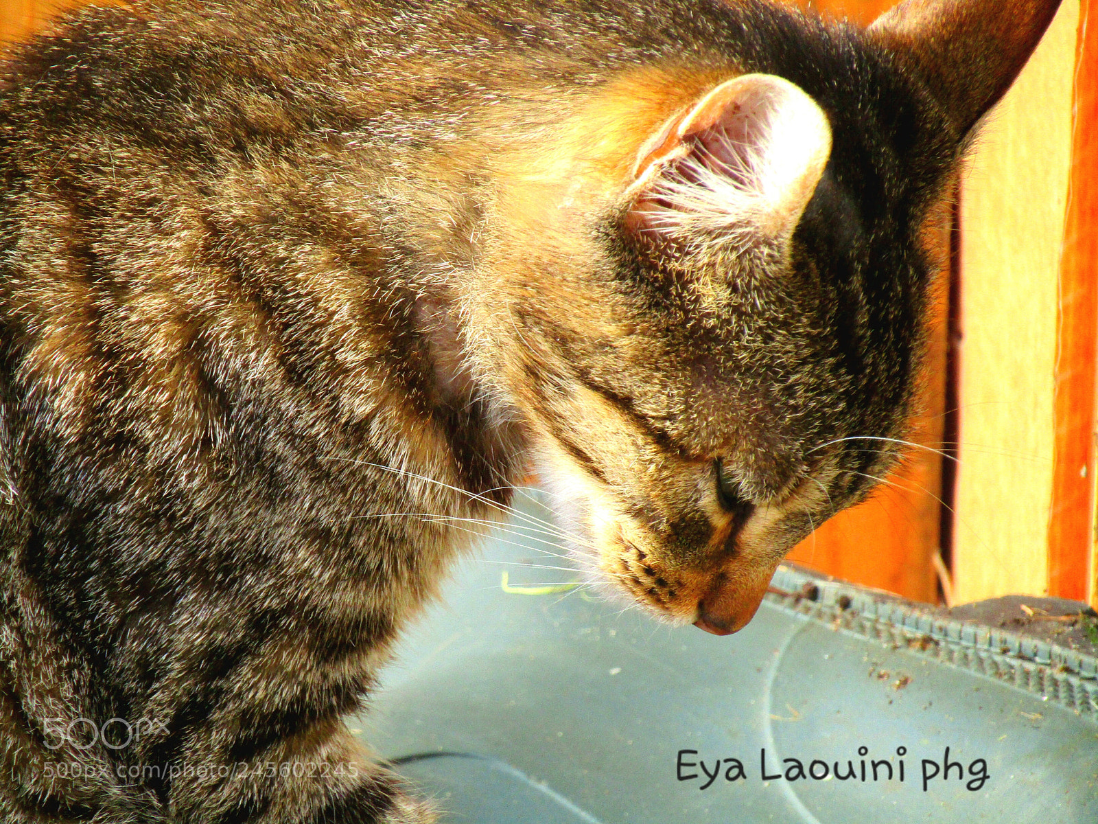 Canon PowerShot SX410 IS sample photo. Cat home photography