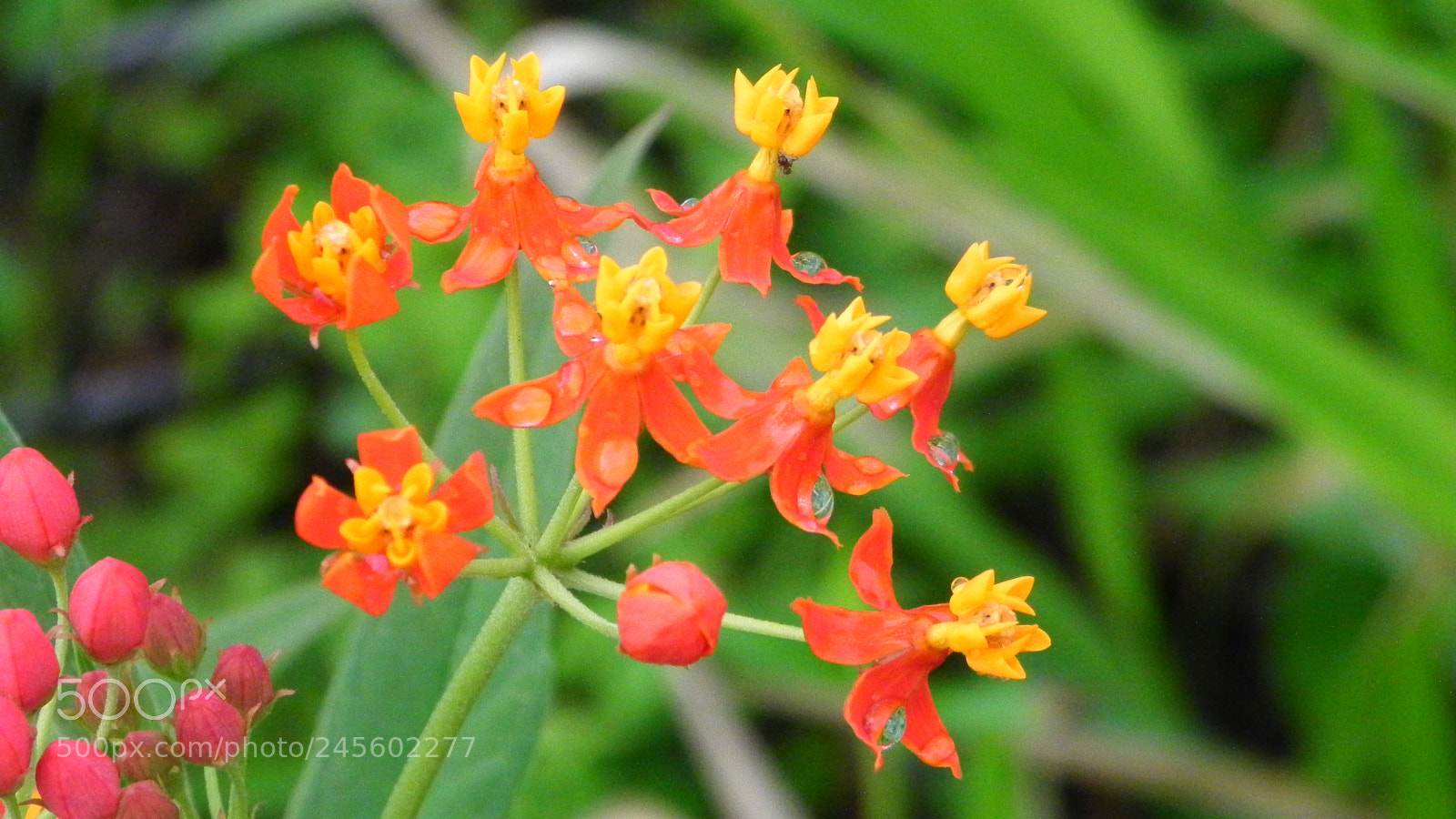 Nikon Coolpix P100 sample photo. Asclepias curassavica photography
