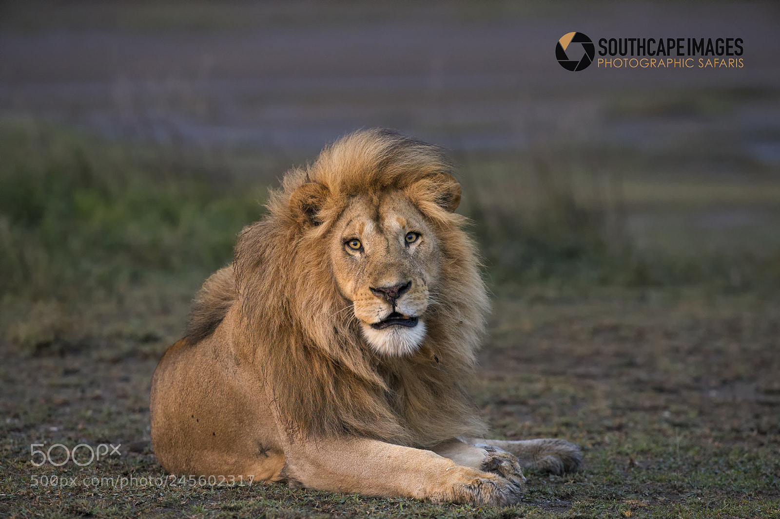 Canon EOS-1D X sample photo. Big cat portrait photography