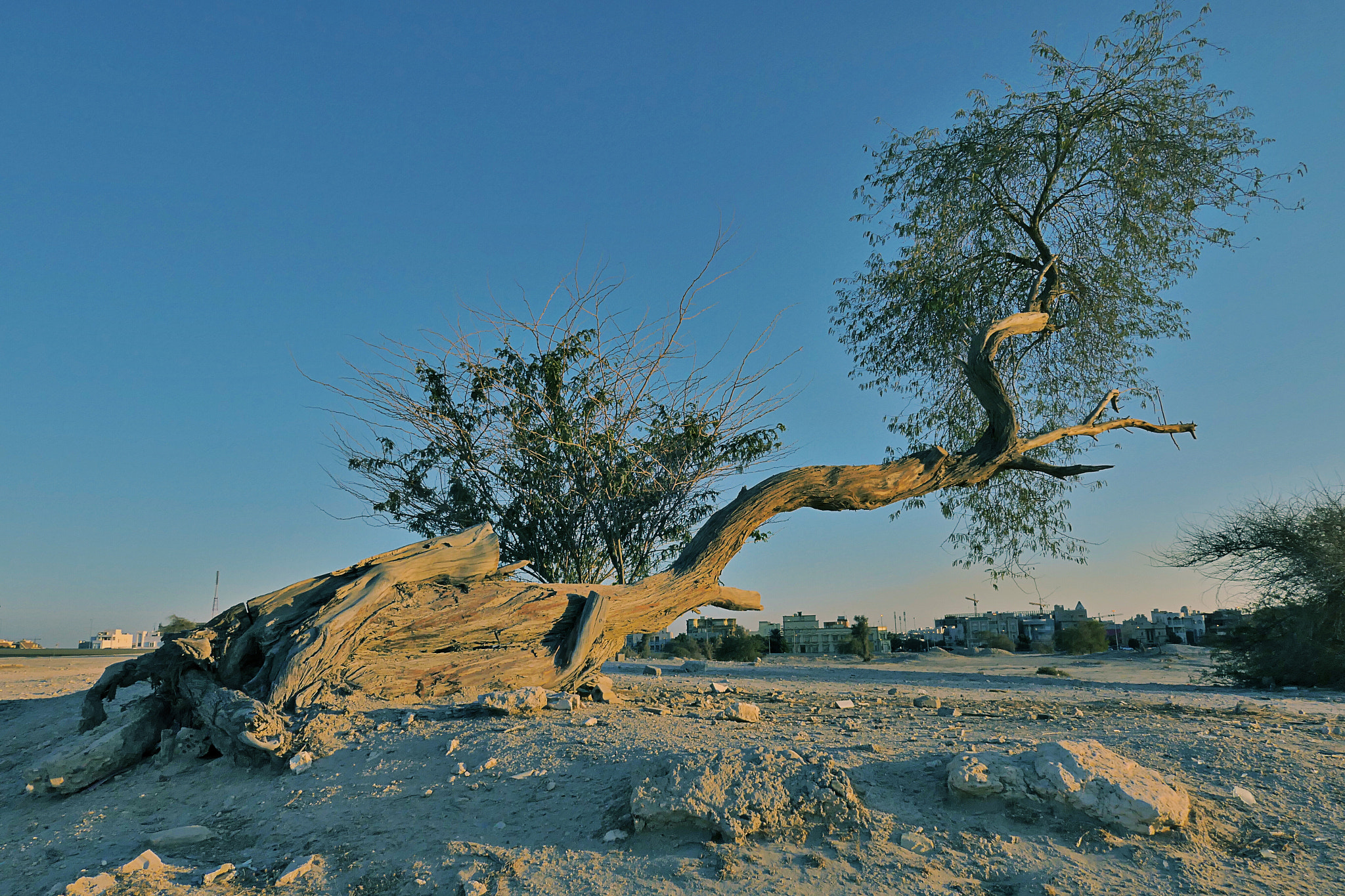 Panasonic Lumix DMC-LX10 (Lumix DMC-LX15) sample photo. Egey tree alone tree desert photography