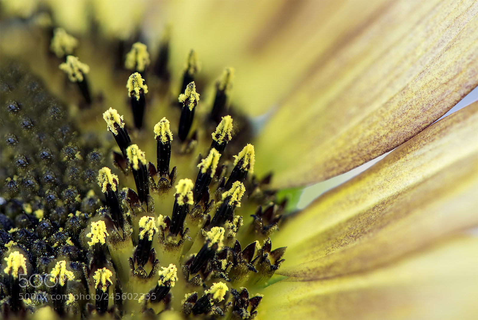 Nikon D810 sample photo. Pollen for the bees photography