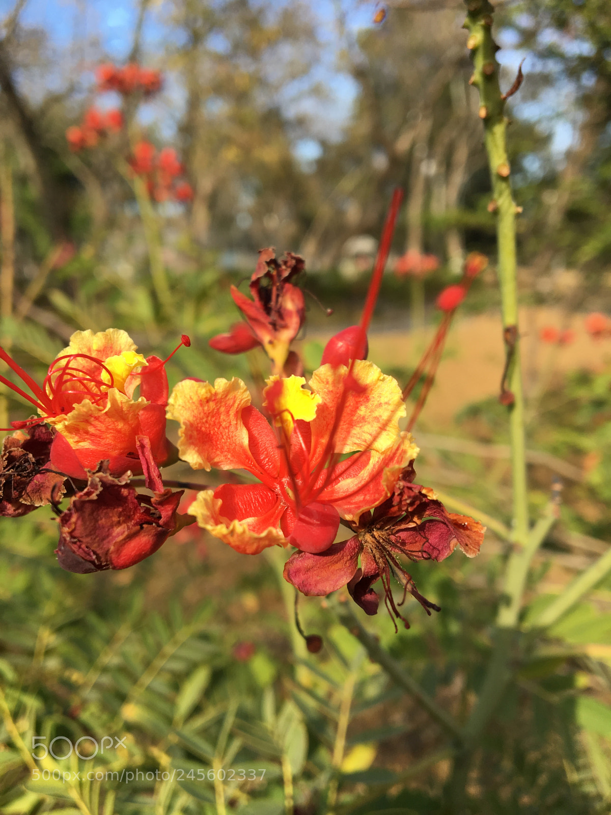 Apple iPhone 6s sample photo. ? photography