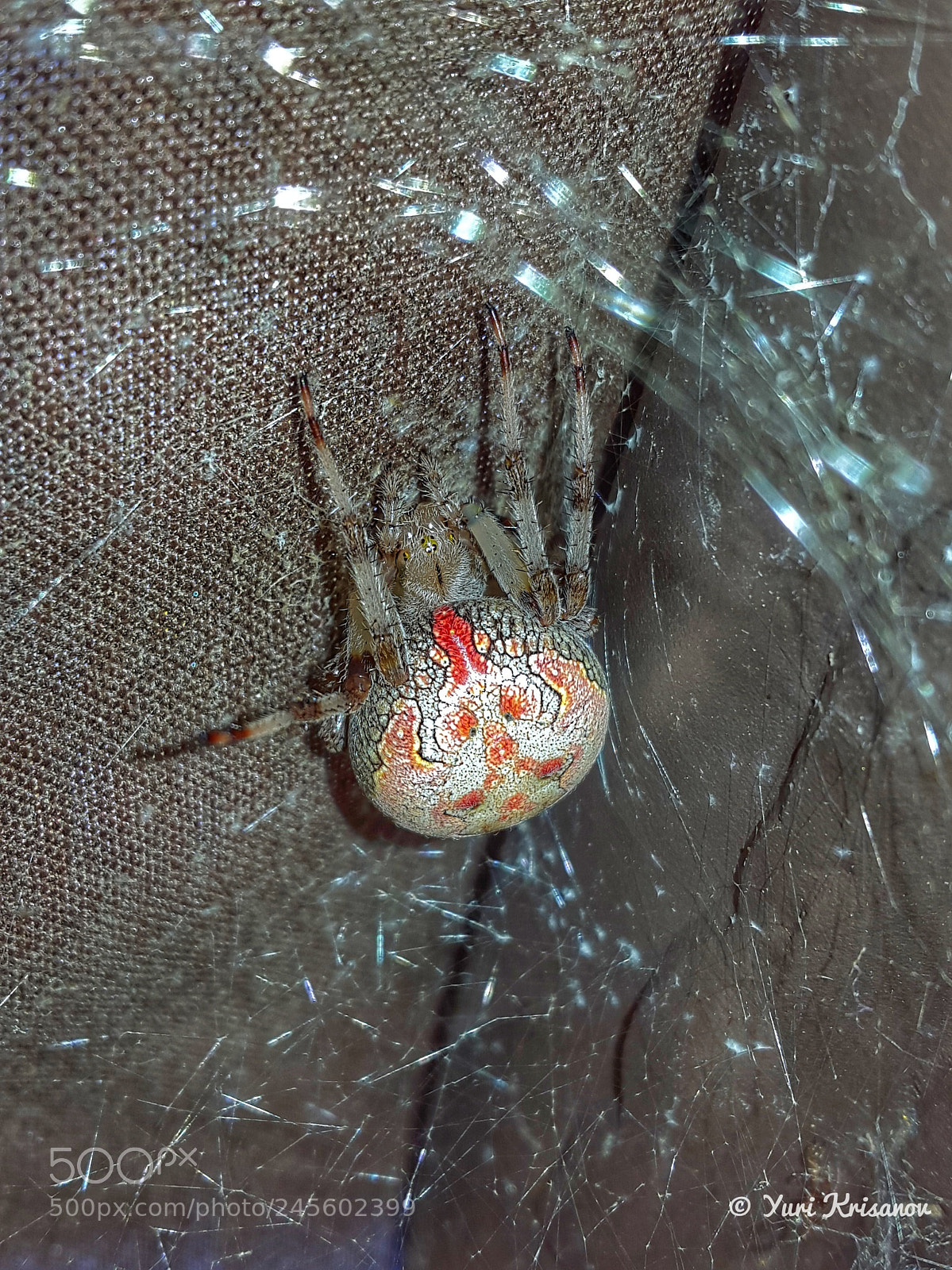 Samsung Galaxy Alpha sample photo. Spider araneus diadematus is photography