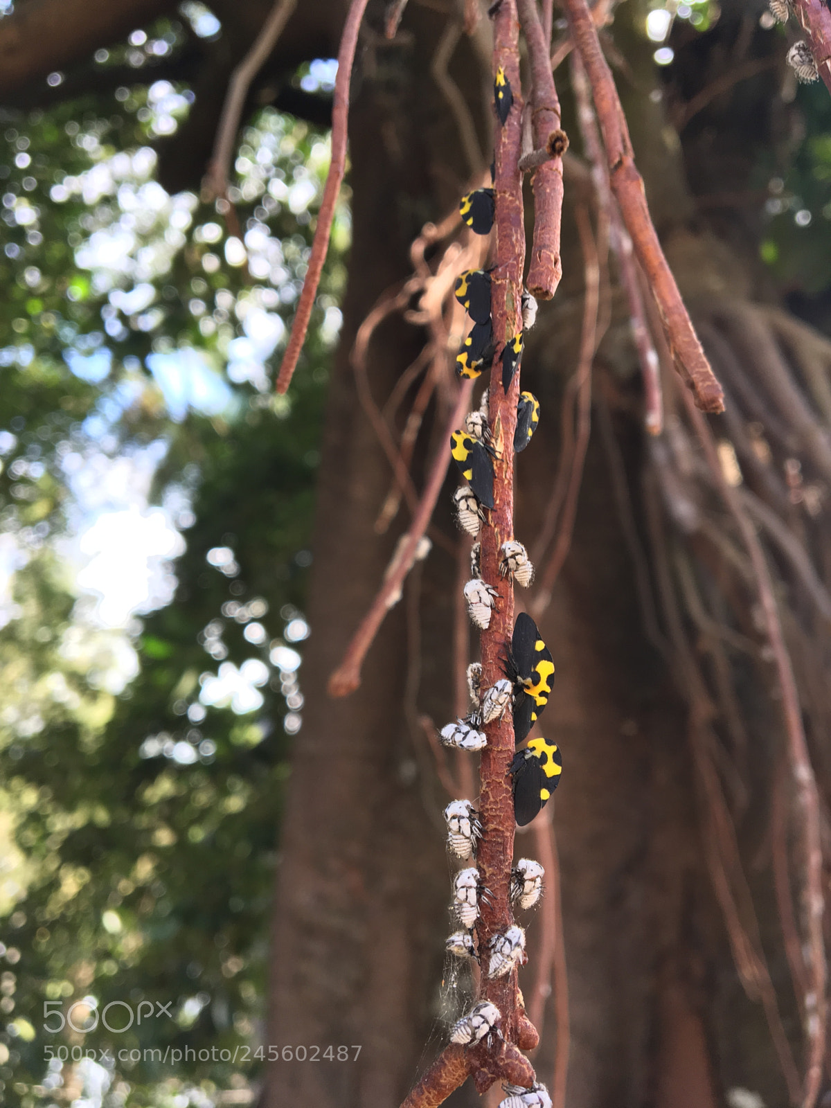 Apple iPhone 6s sample photo. Untitled photography