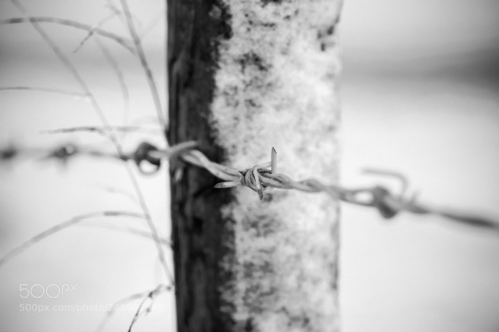 Canon EOS 5DS R sample photo. ...life... photography