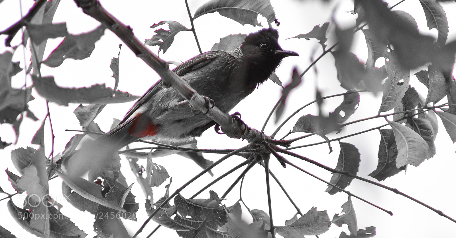 Nikon D3400 sample photo. Red-vented bulbul photography