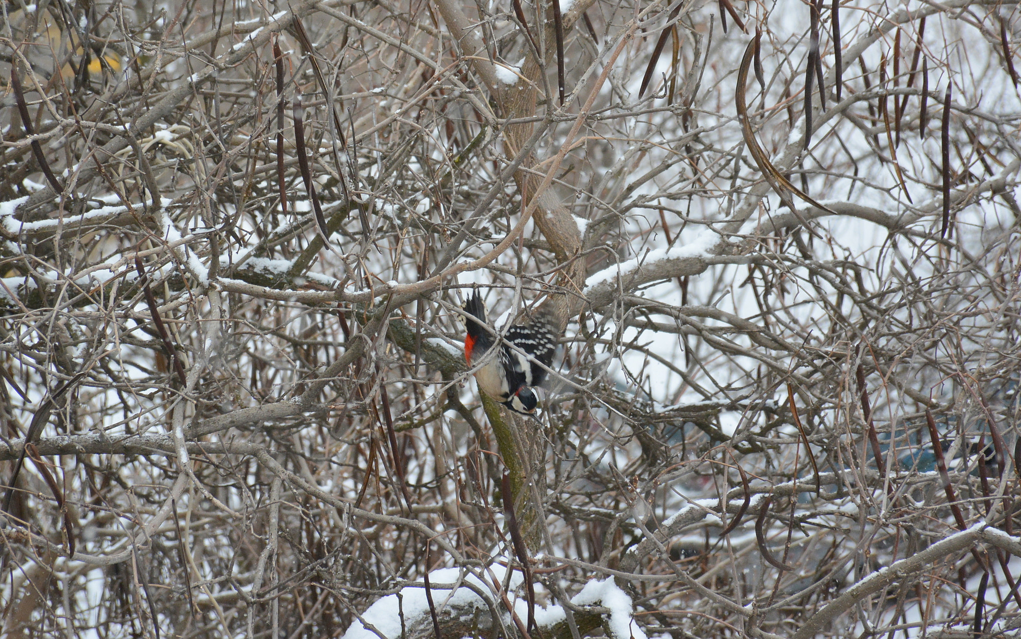 Nikon D5200 sample photo. Woodpecker on a snowy morning photography