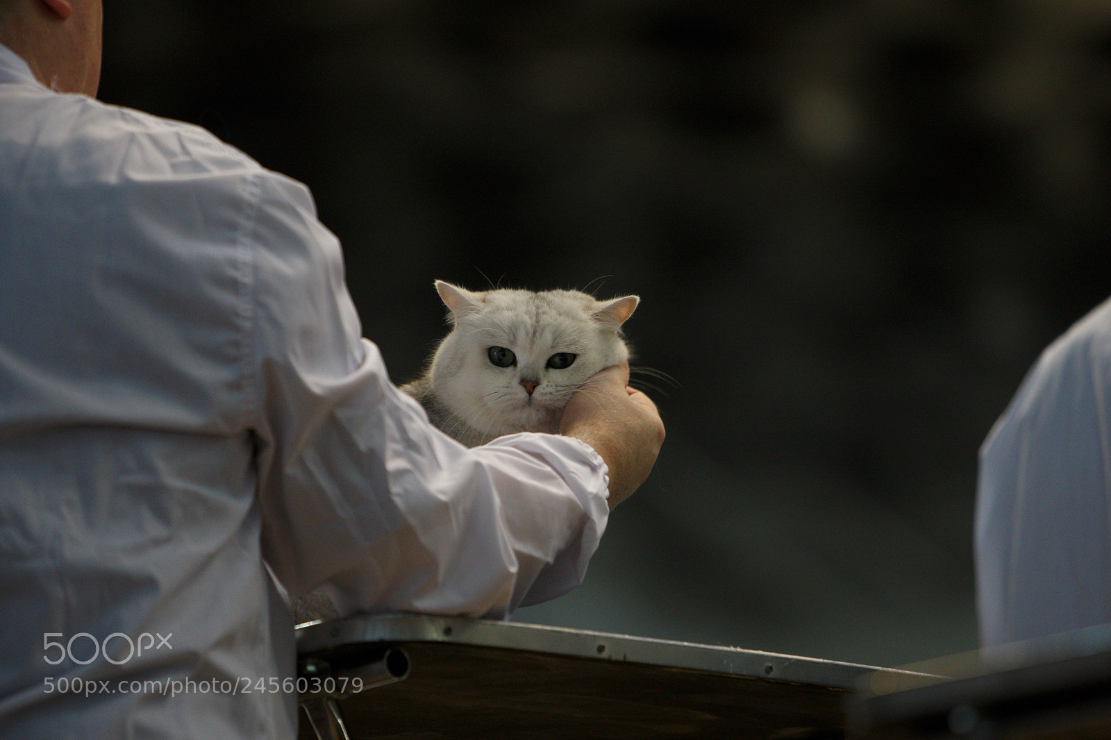 Canon EOS-1D Mark III sample photo. Blue eyes cat photography