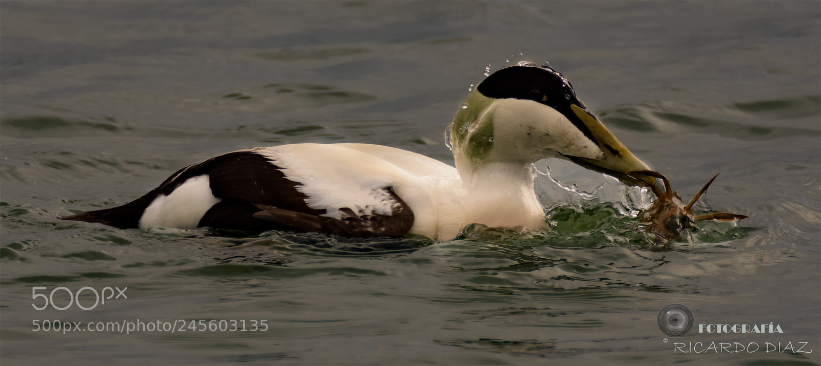 Nikon D7200 sample photo. Wild nature photography