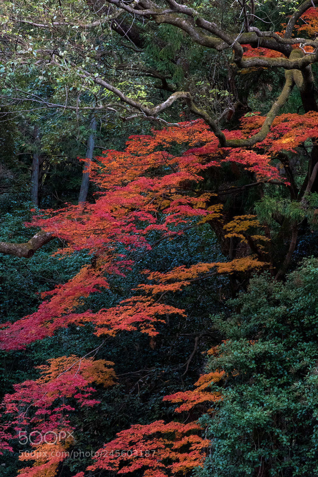 Nikon D810 sample photo. Japanese fall color photography