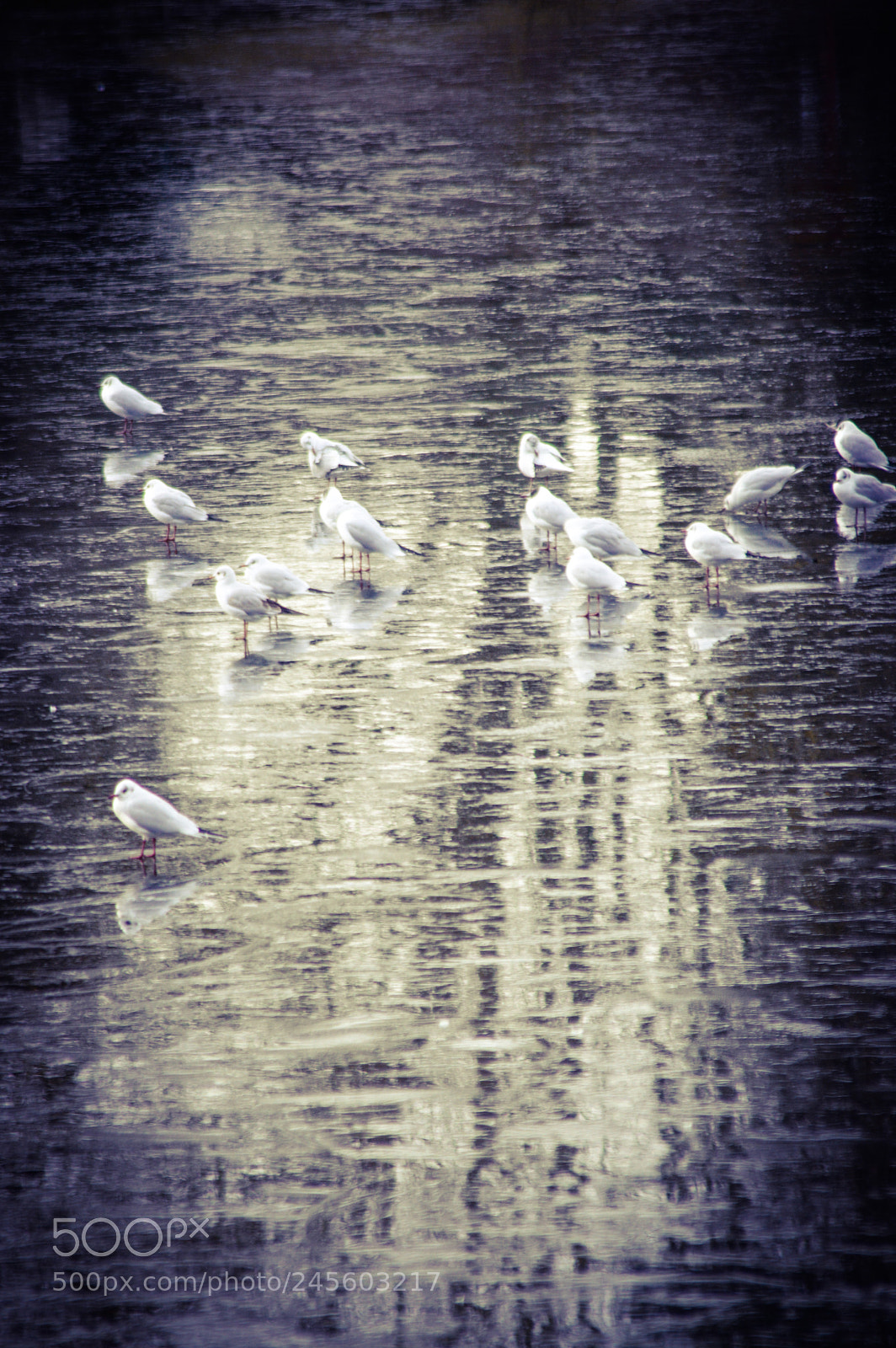 Nikon D3200 sample photo. Frozen needham lake photography