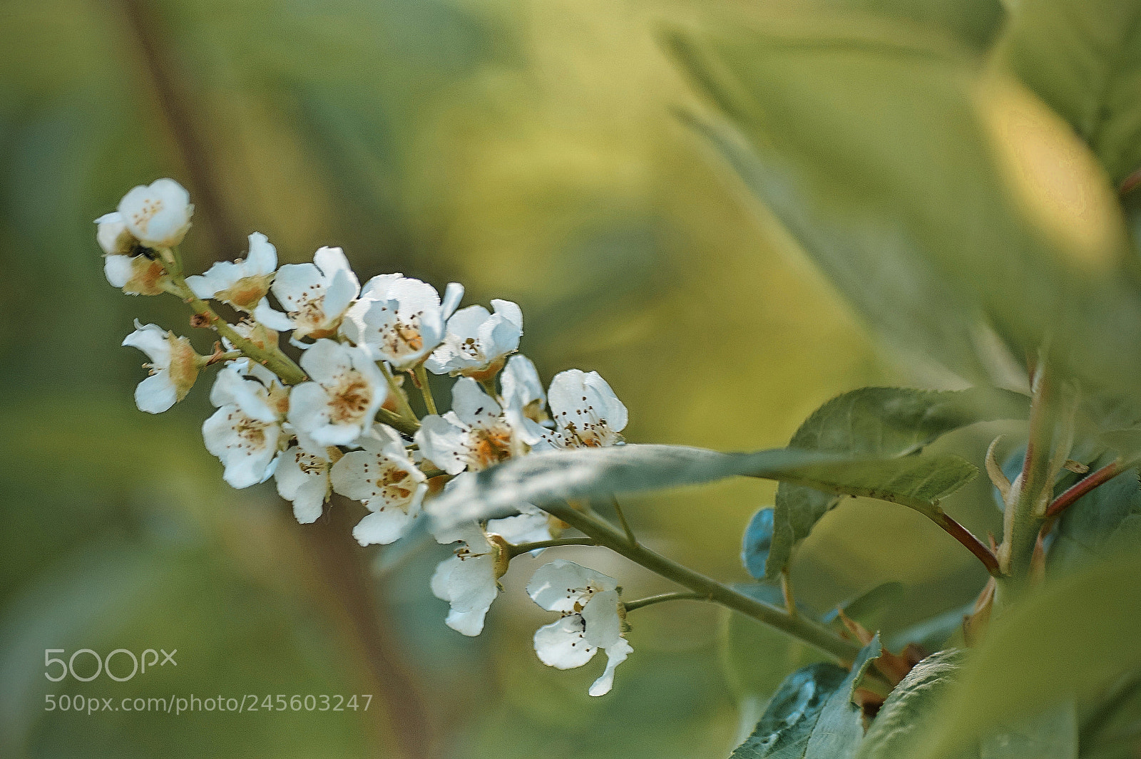 Sony SLT-A58 sample photo. Blossom photography