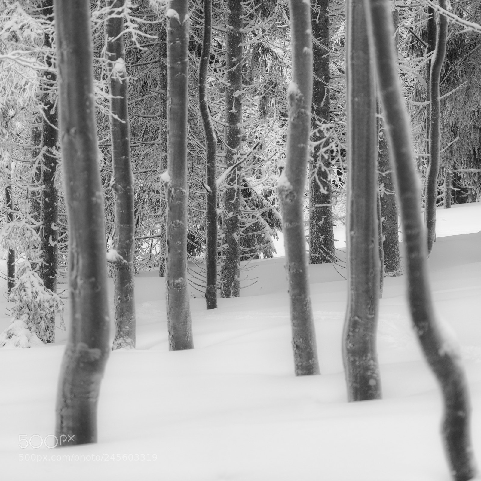 Nikon D810 sample photo. Forest photography