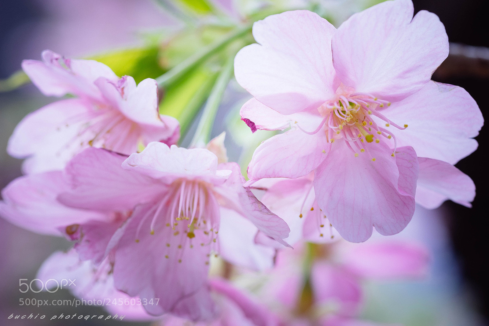 Olympus OM-D E-M1 sample photo. Kawazu cherry tree photography