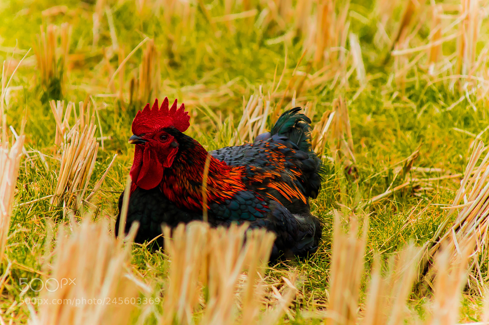 Nikon D610 sample photo. Untitled photography