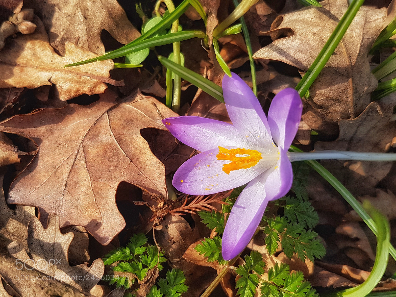 Samsung Galaxy S7 sample photo. Where spring meets autumn photography