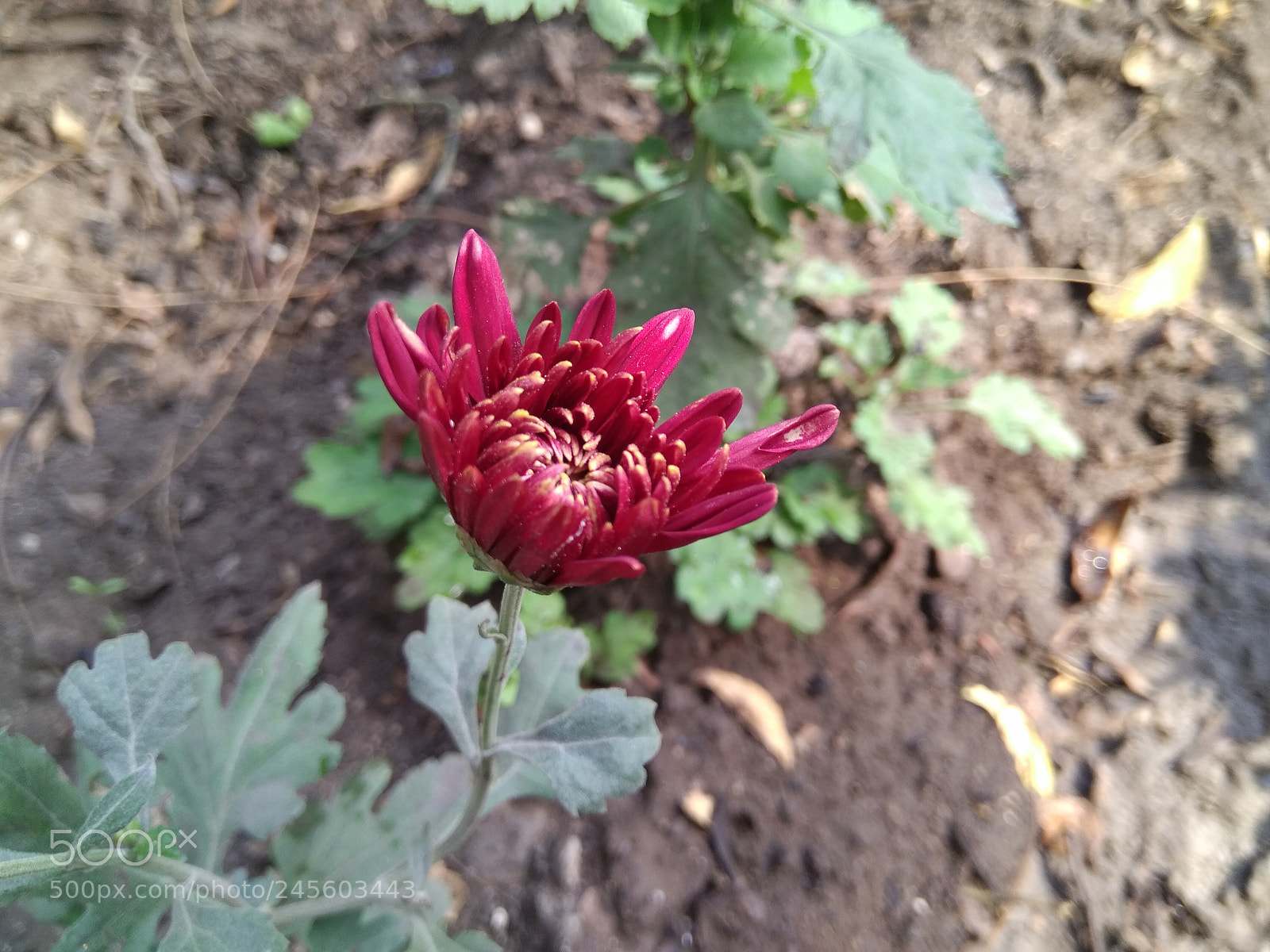 Xiaomi MI MAX sample photo. Red beauty photography