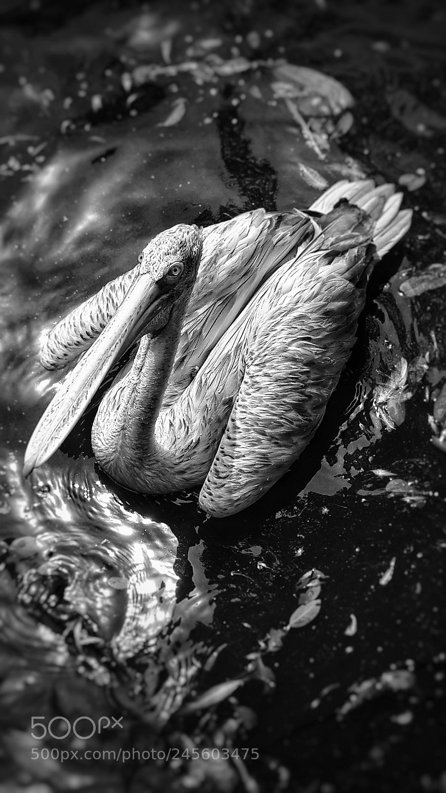 Samsung Galaxy S4 sample photo. El cisne photography