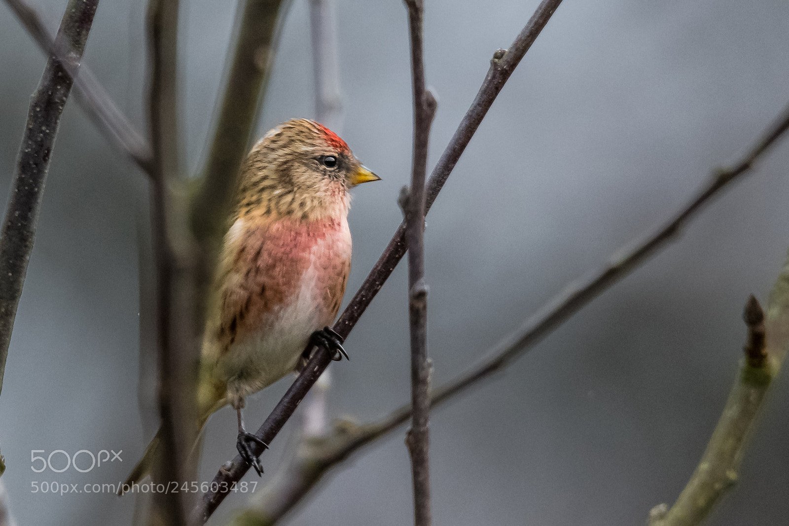 Nikon D850 sample photo. Redpoll in the sticks photography