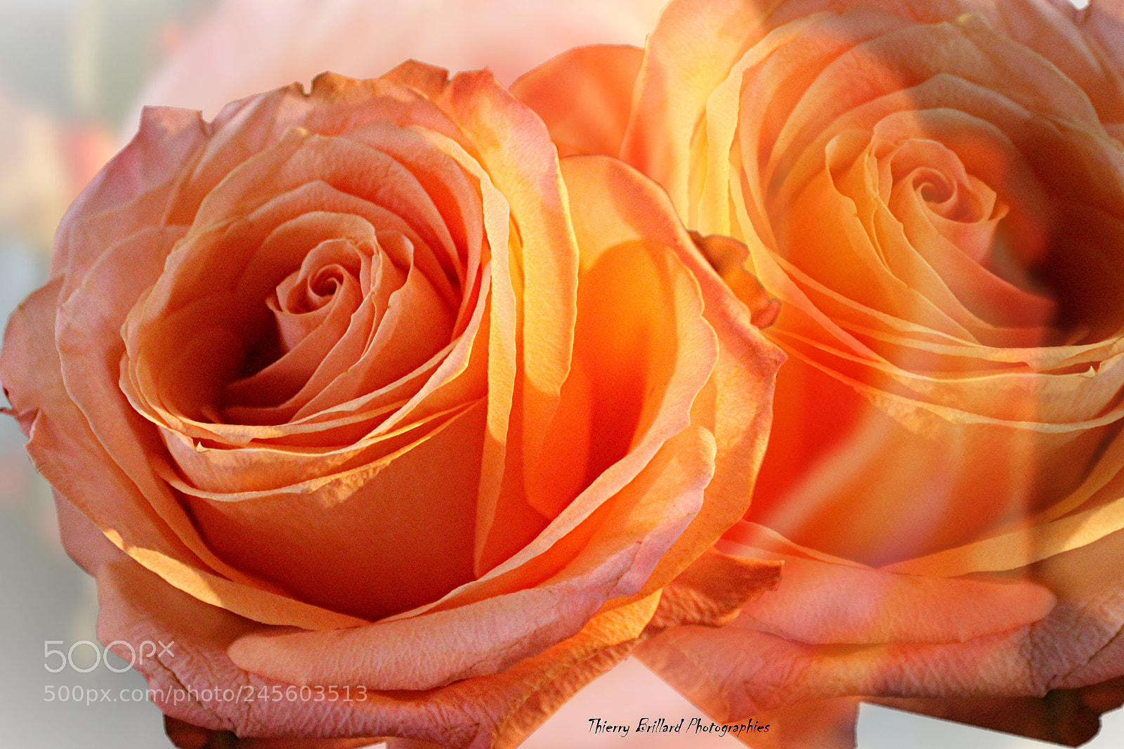 Canon EOS 600D (Rebel EOS T3i / EOS Kiss X5) sample photo. Rose my passion photography