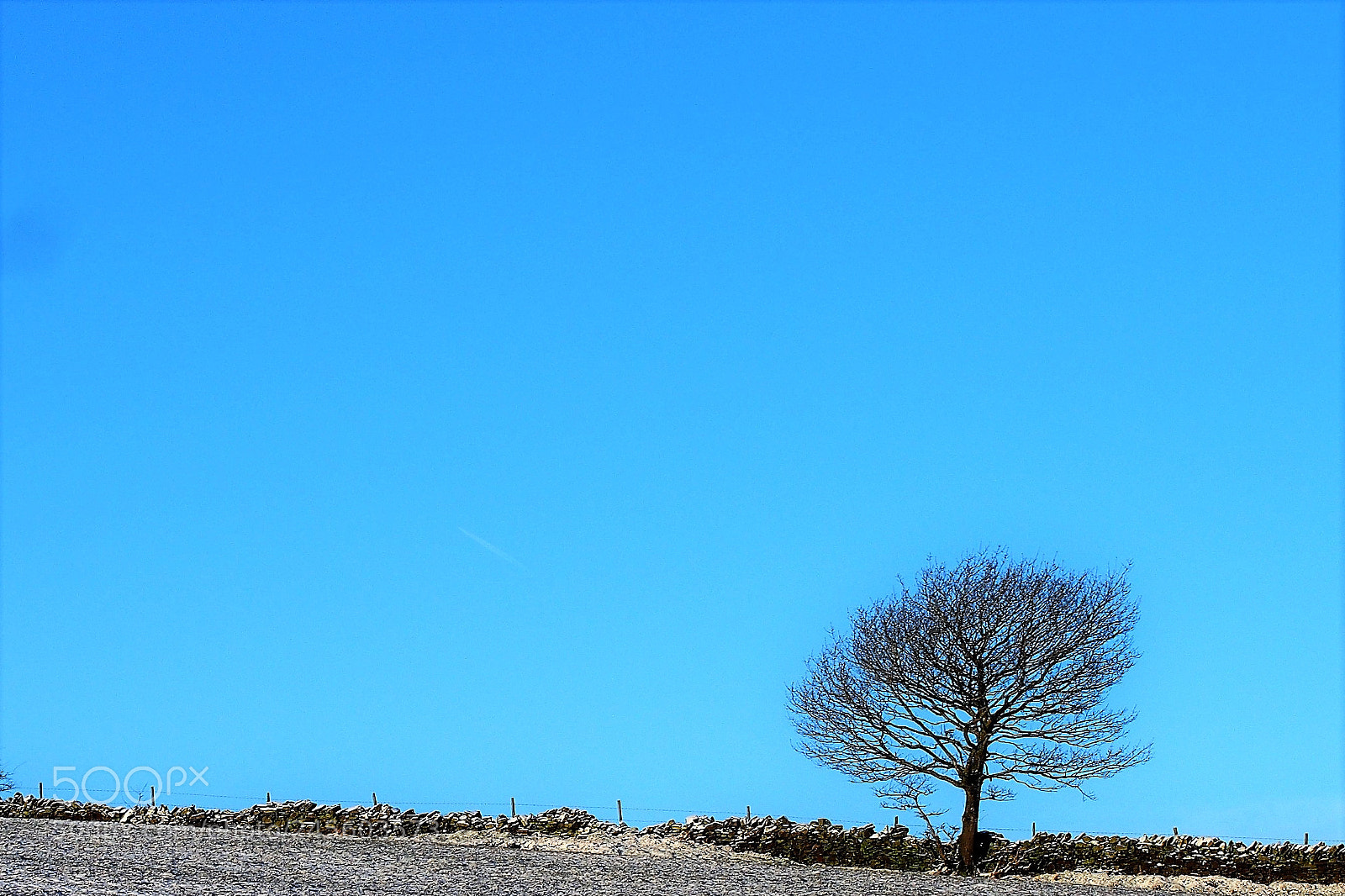 Olympus PEN E-PL6 sample photo. Snow tree alone. photography