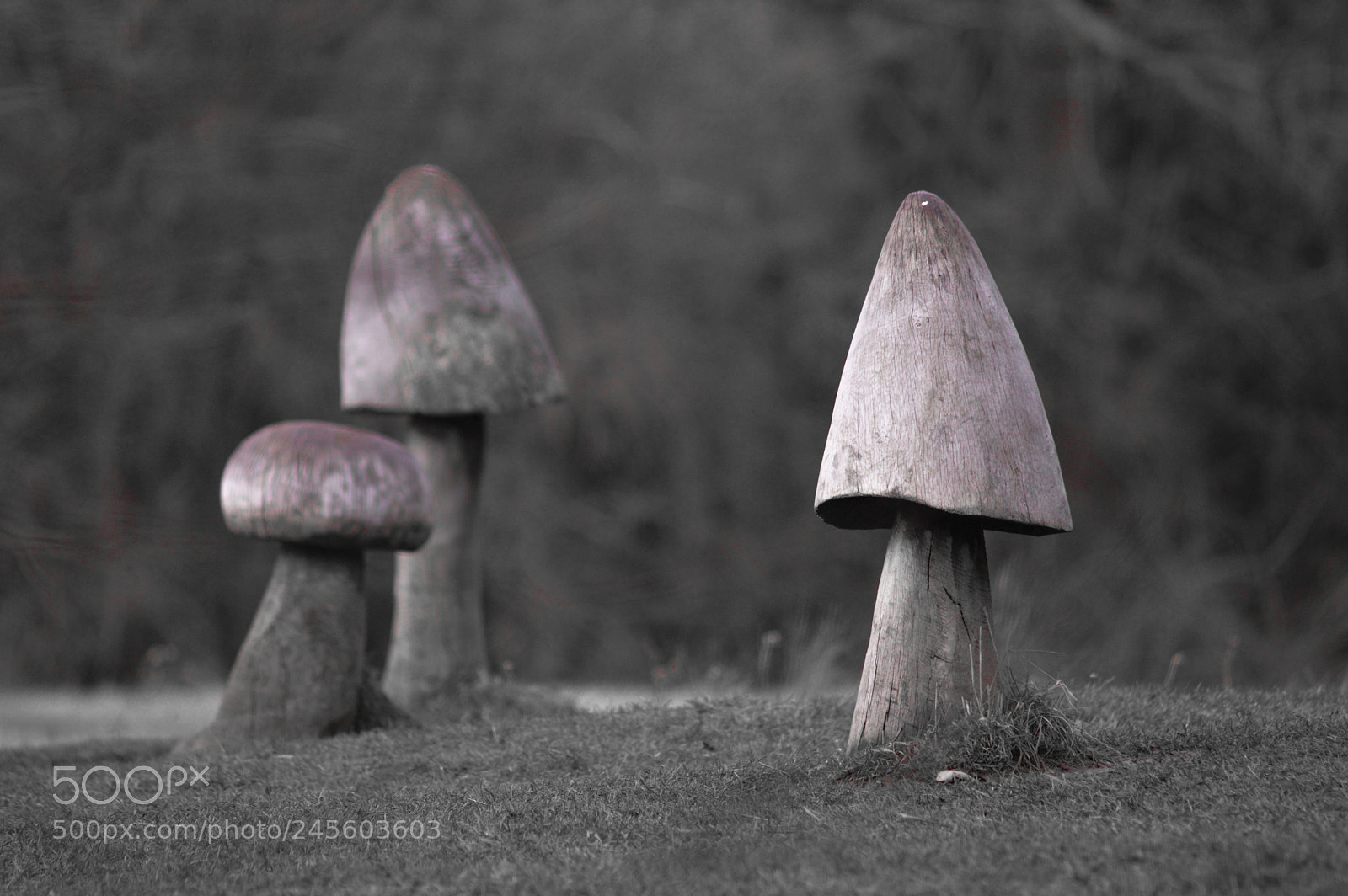 Nikon D3200 sample photo. Carved fungi at needham photography