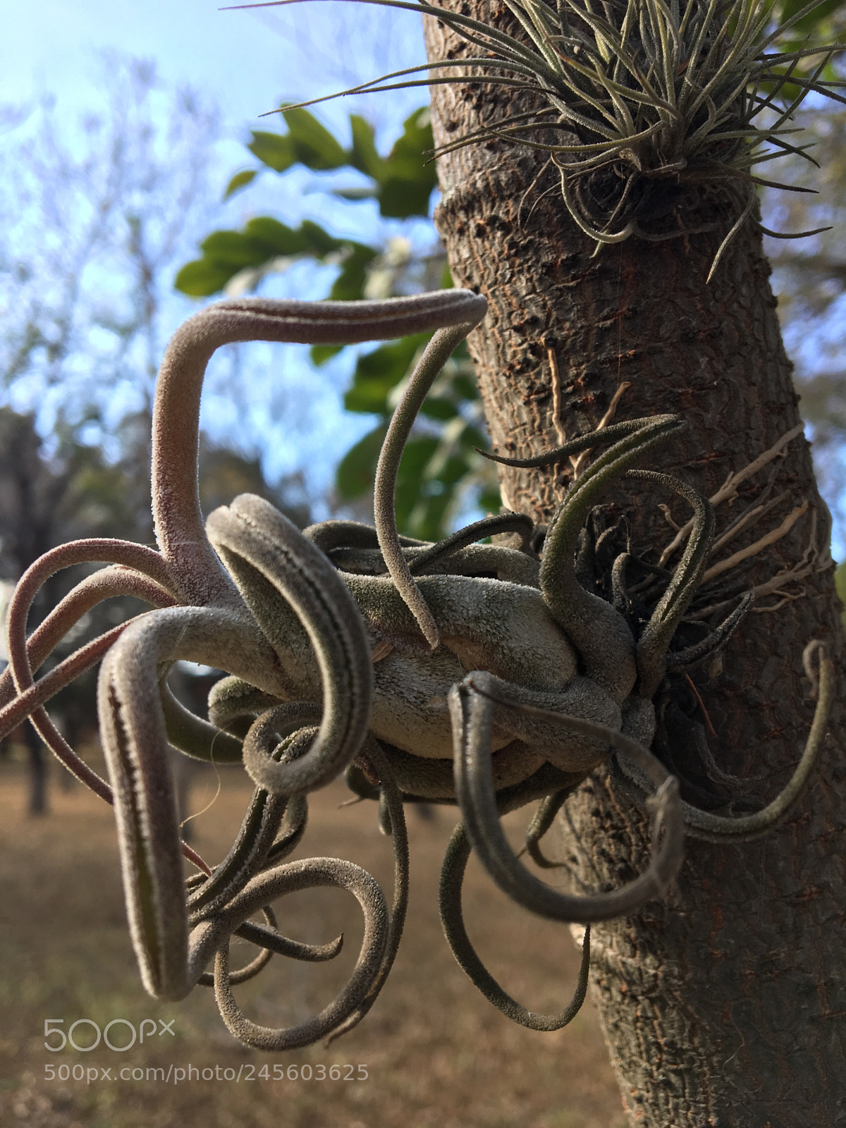Apple iPhone 6s sample photo. Wow photography