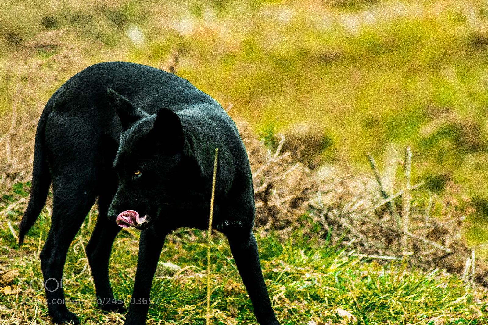Nikon D610 sample photo. Untitled photography