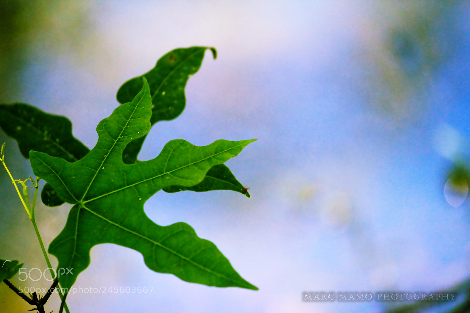 Canon EOS 550D (EOS Rebel T2i / EOS Kiss X4) sample photo. Leaf abstract photography