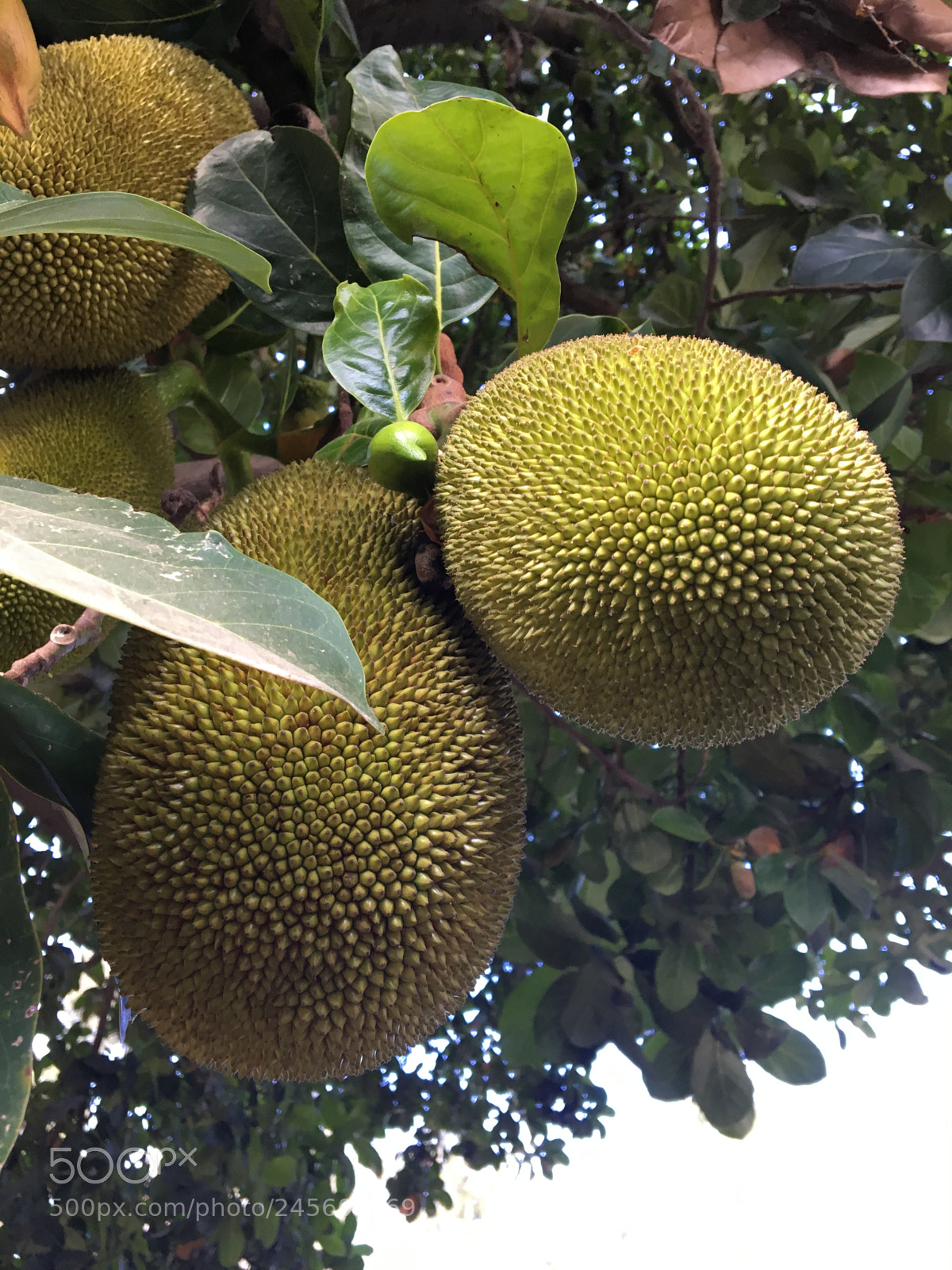 Apple iPhone 6s sample photo. Fruit photography