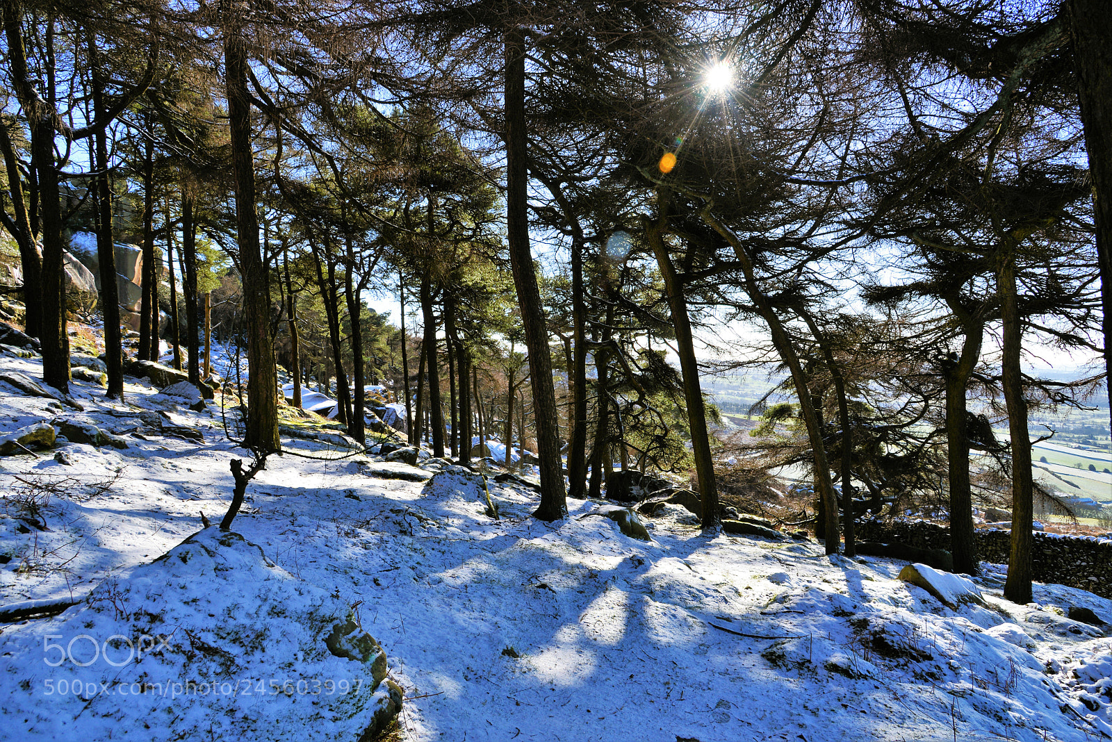 Nikon D610 sample photo. Sunlit trees. photography