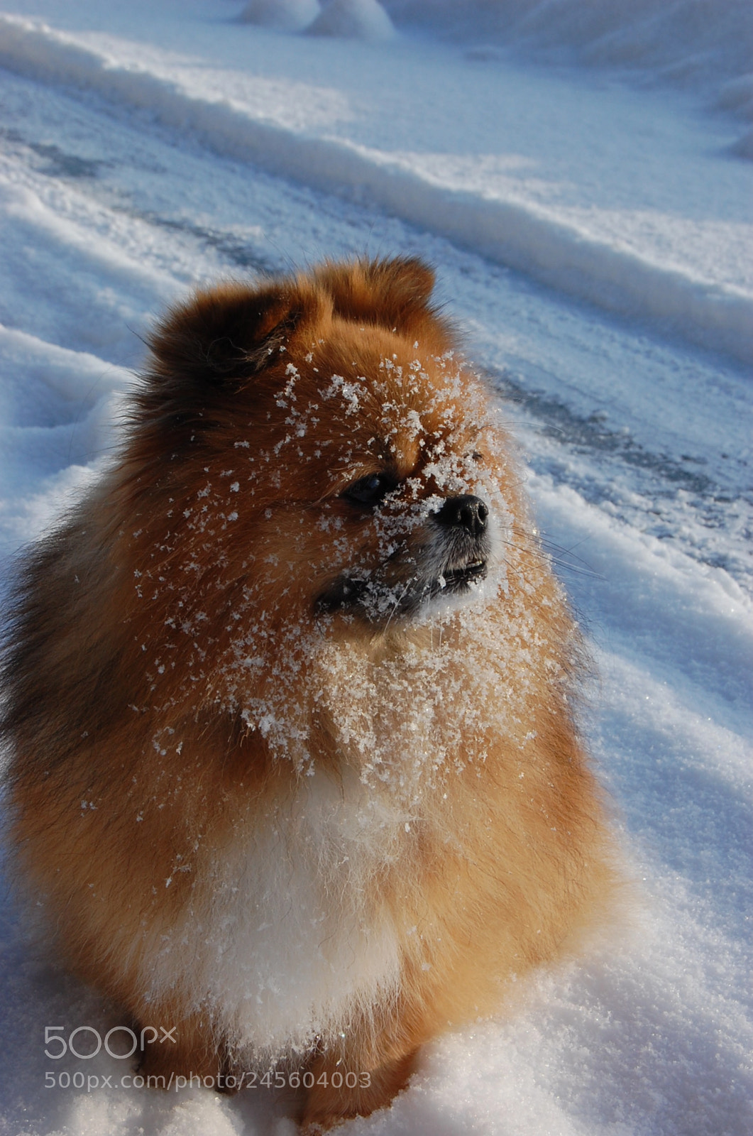 Nikon D40 sample photo. Snowy photography