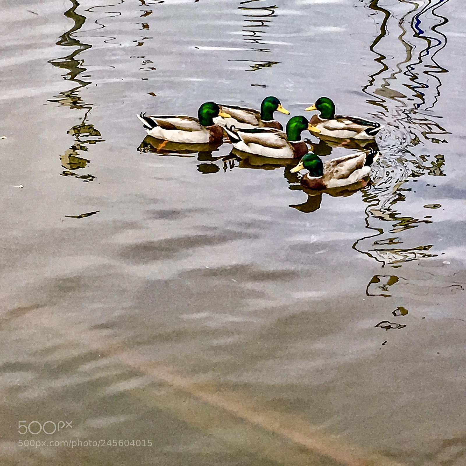 Apple iPhone 6s sample photo. Ducks in a row photography