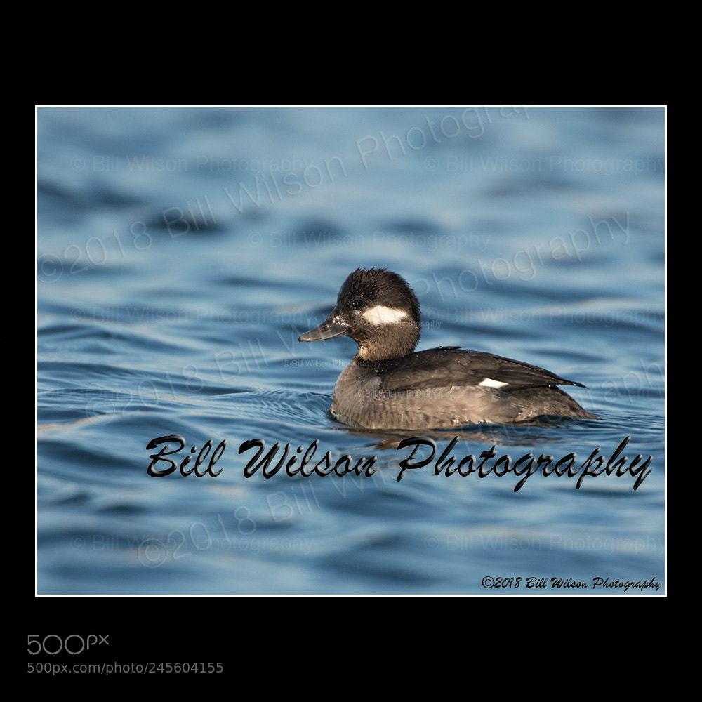 Nikon D500 sample photo. Bufflehead duck female photography