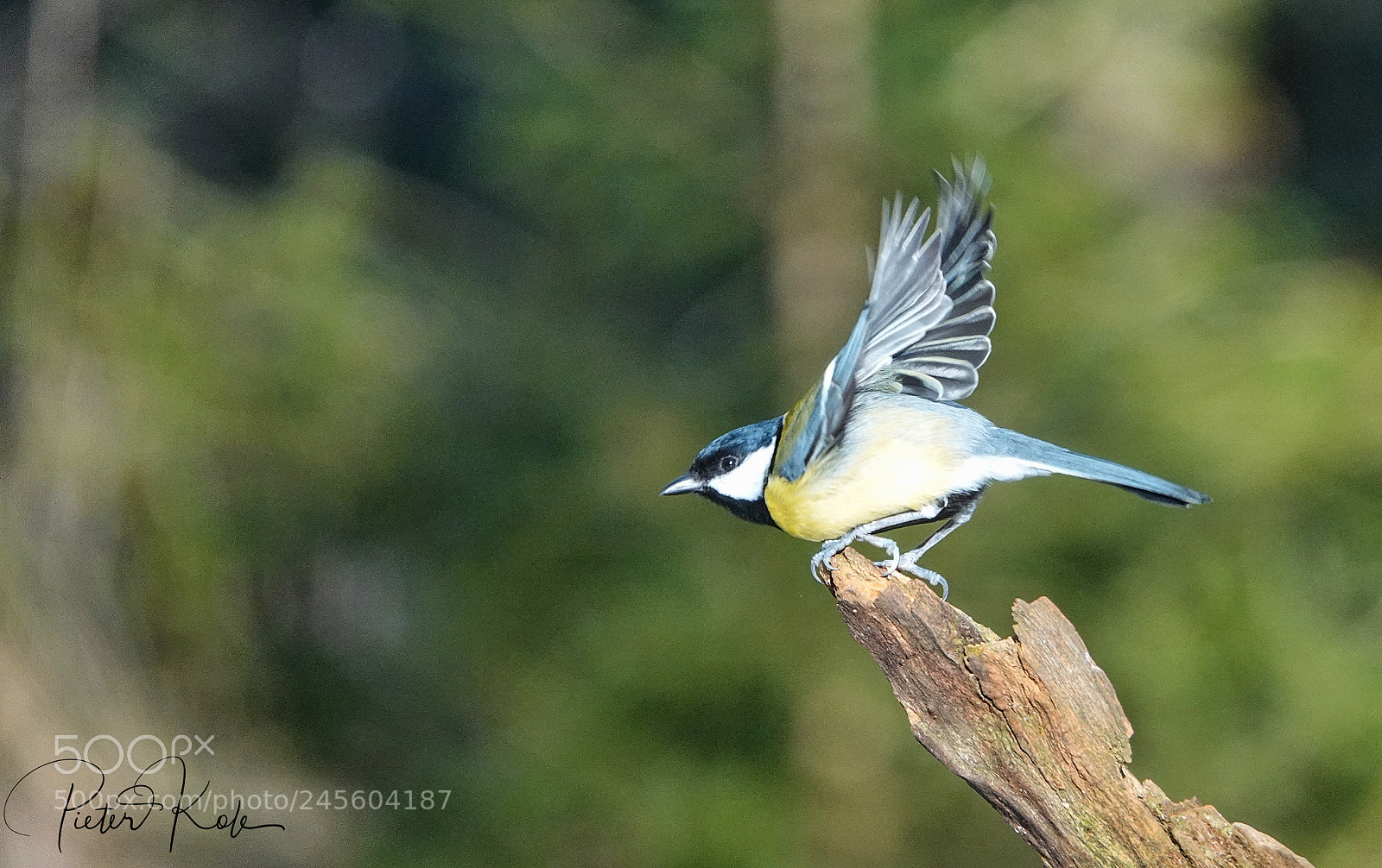 Sony Cyber-shot DSC-RX10 IV sample photo. Great tit taking off photography