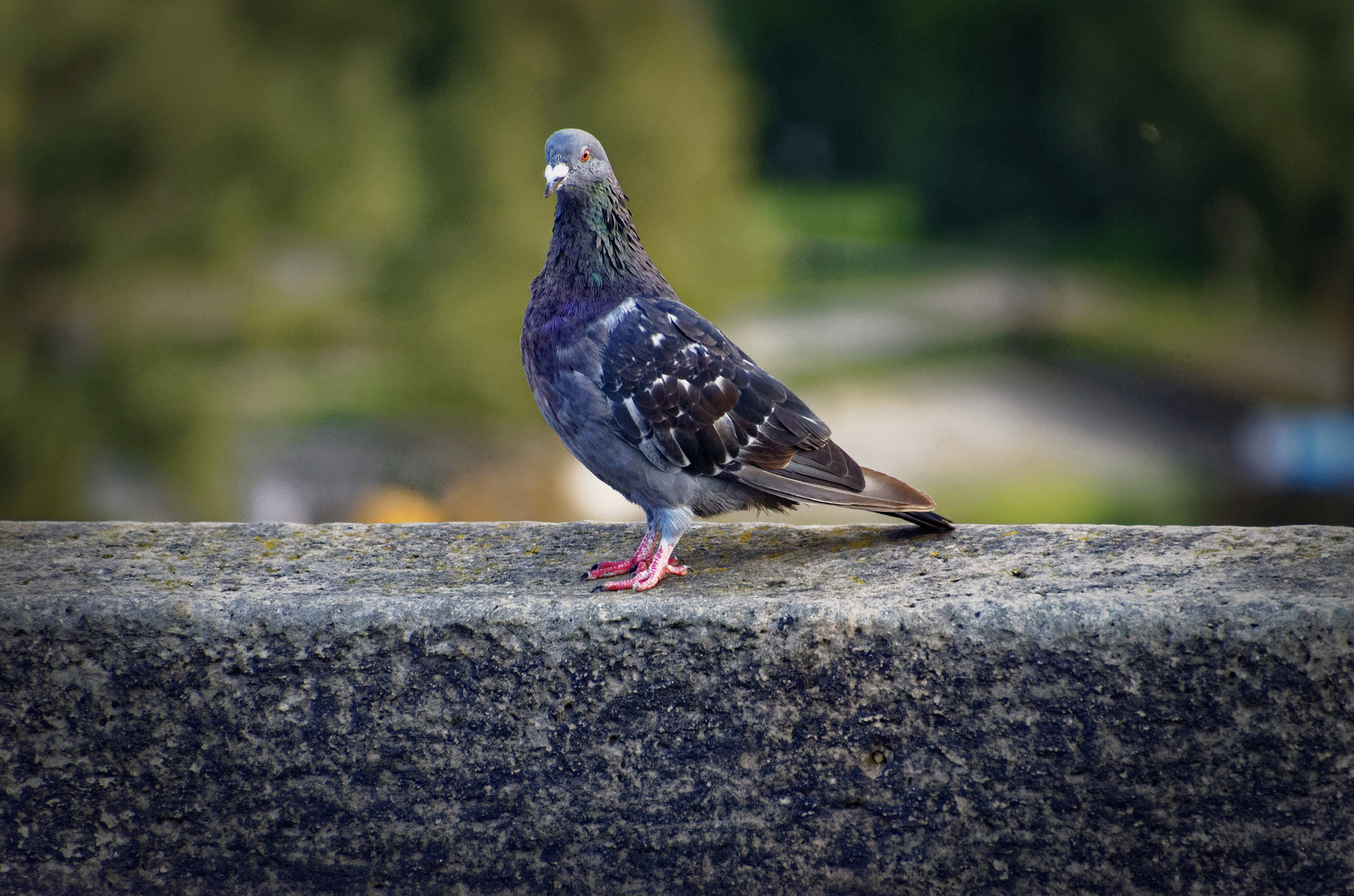 Nikon D5100 sample photo
